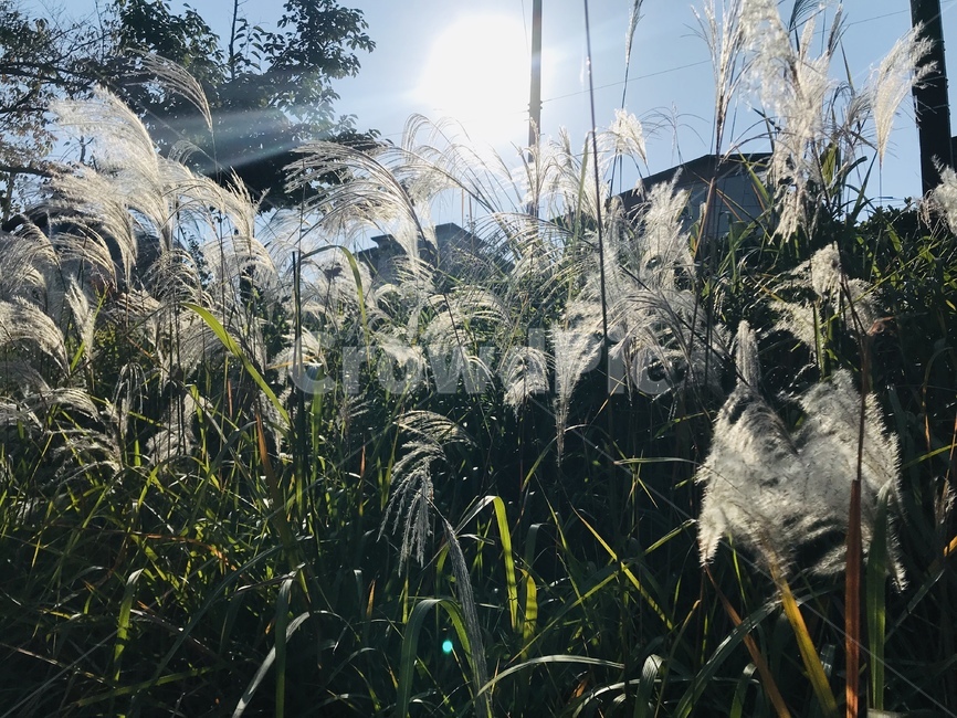 나무,식물,물,계곡,갈대,식물,자연,plants,nature