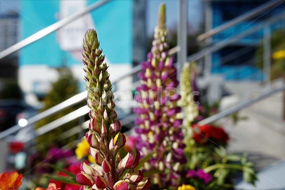 봄,정원,가드닝,원예,원예식물,화려,식물,꽃,garden,scent,healing,bloom,colorful,floral,flower,gardenflowers,happymind,life,nature,plant,spring