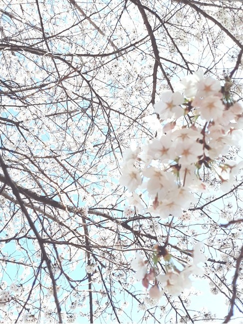 식물,blossom,벚꽃,벚나무,봄