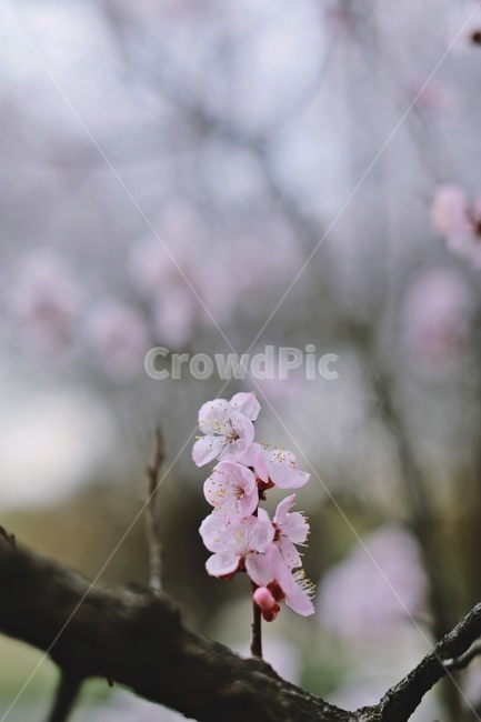 벚꽃,분홍벚꽃,벚나무,cherryblossoms,flower,cherrytree,식물,자연,plants,nature,꽃,flower