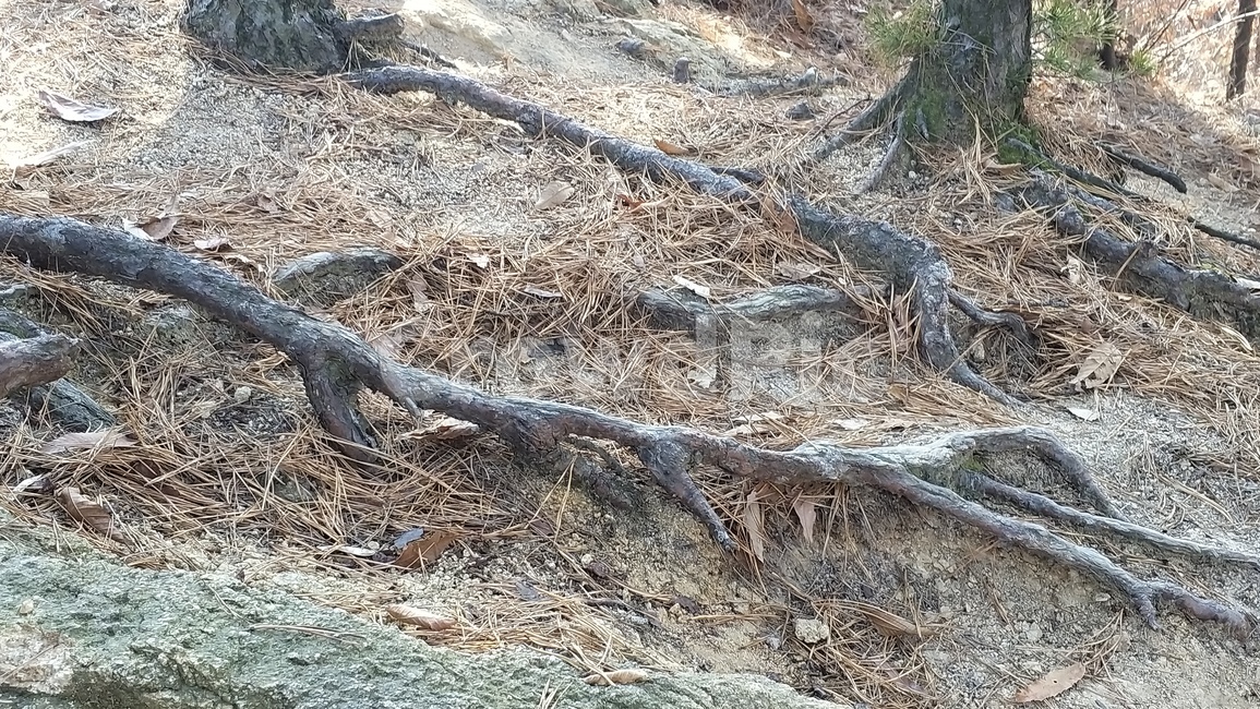 산,등산,자연,동산,뒤동산,등산로,root,뿌리,plant,식물,ground,바닥,나무뿌리,생명력