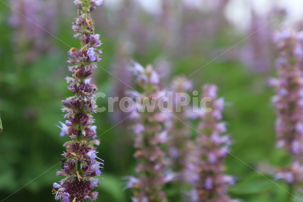배초향,꽃,보라색,향기,개화,식물,자연,plants,nature,꽃,flower