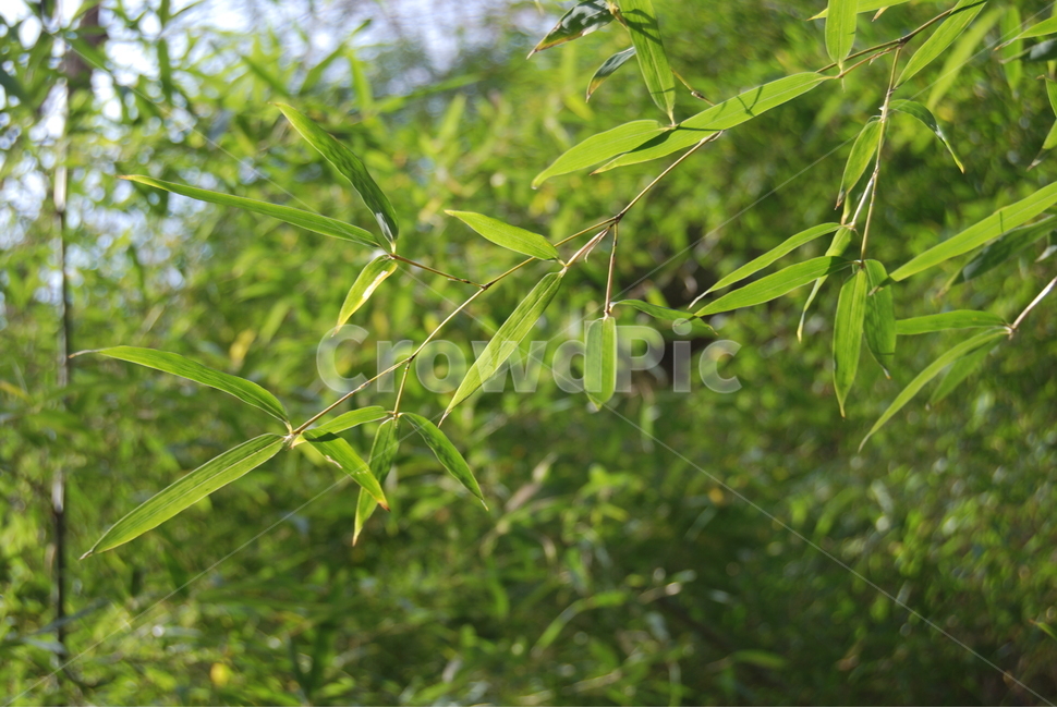 오서산,자연휴양림,보령시,대나무,바람,식물,자연,plants,nature