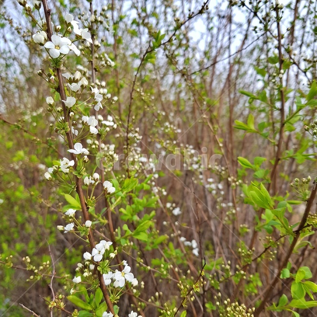꽃,들꽃,공원,흰색,봄,식물