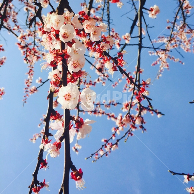 봄,벚꽃,풍경사진,꽃,자연,봄,계절,spring,season,식물,자연,plants,nature,꽃,flower,plant,blossom