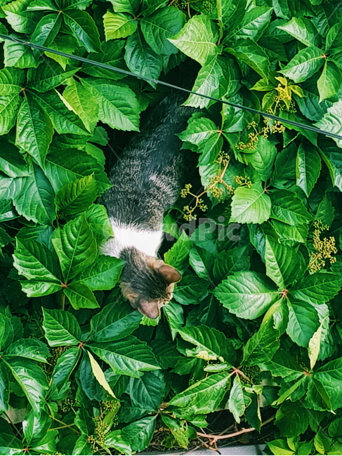 고양이,길고양이,나뭇잎,뒤통수,지붕,cat,동물,animal,포유류,mammal,고양이,cat,kitten,kitty