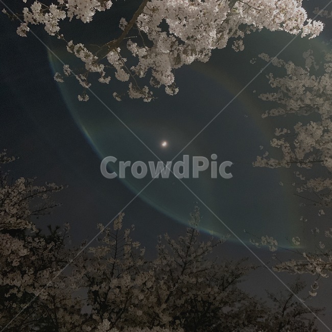 벚꽃,한강,달,플레어,하늘,빛,flare,감성사진,야경,밤하늘,night,sky,moon,cherryblossom