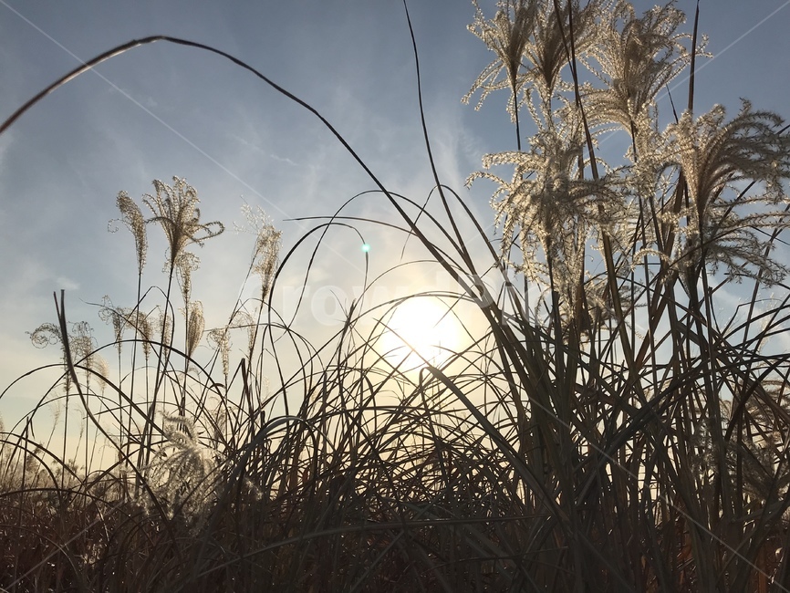 갈대,가을,갈대밭,감성,자연,하늘,자연,풍경,nature,landscape,grass,잔디,plant,식물,lawn,reed