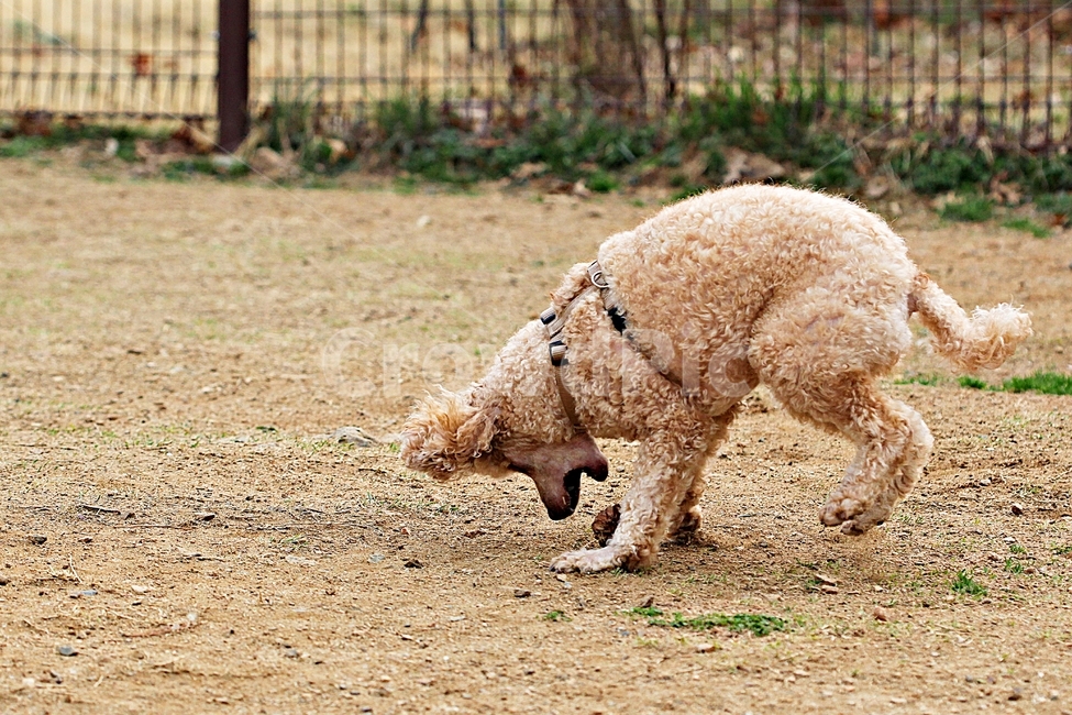 스텐다드푸들,개,애완견,운동,배경,동물,animal,포유류,mammal,개,강아지,dog,doggy