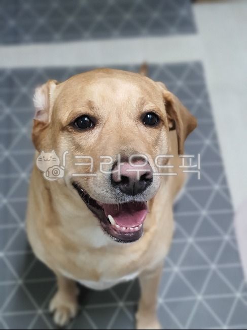 Pets,retriever,puppy,animal,labrador retriever