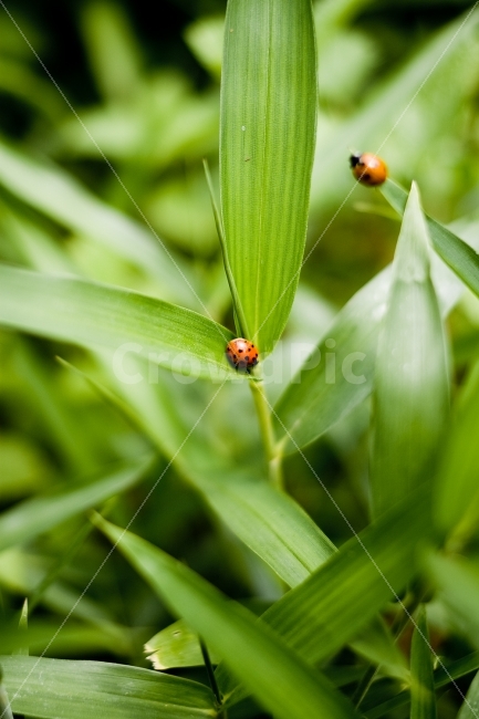 감성,곤충,식물,풀,초록,무당벌레,식물,자연,plants,nature,동물,animal,곤충,벌레,insect,bug