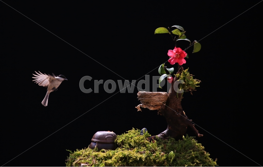 plant,식물,animal,동물,bird,새,새집,동박새,이끼,항아리,동백,동백꽃,식물,자연,plants,nature,꽃,flower,동물,animal,조류,새,birds