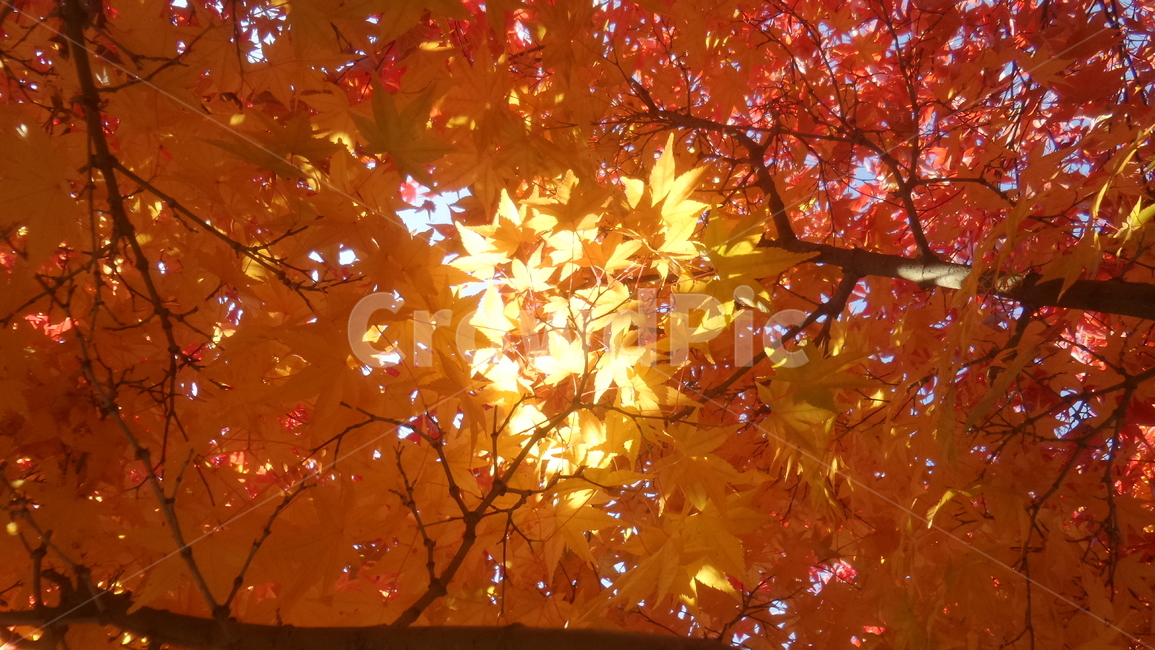 단풍,단풍나무,목련강,무환자나무목,관상수,낙엽활엽관목,정원수,붉은색단풍,가을,계절,fall,autumn,season,식물,자연,plants,nature,plant,leaf,잎,tree,나무,maple