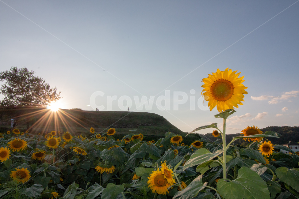 해바라기,하늘,산,꽃,sunflower,꽃밭,아웃포커싱,경기도,해바라기축제,역광,자연,풍경,backlit,식물,flower,nature,landscape,flowergarden,plants,자연,풍경,nature,landscape,식물,plants,꽃,flower,plant,blossom