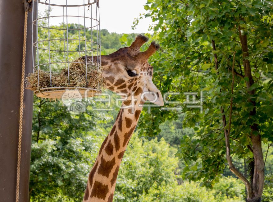 giraffe, 기린, animal, 동물, zoo, 사진,이미지,일러스트,캘리그라피 - Njeimi66작가