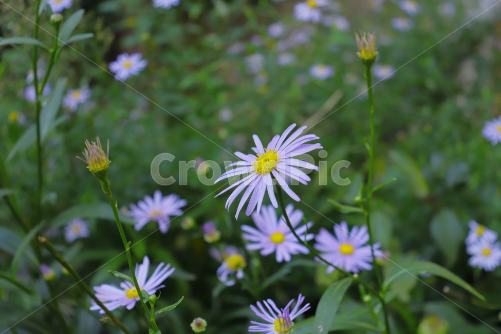 plant,식물,flower,꽃,blossom,daisy,데이지,daisies,식물,자연,plants,nature,꽃,flower