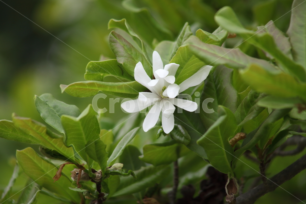목련,별목련,꽃,봄,magnolia