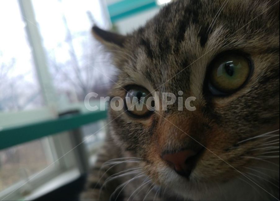 고양이,고양이얼굴,편안함,귀여움,동그란,동물,animal,포유류,mammal,고양이,cat,kitten,kitty