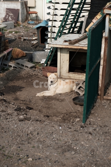 강아지,개,멍멍이,댕댕이,시골,동물,반려동물,애완동물,귀요미,포유류,dog,감성,촌동네,진돗개,시골,마을,풍경,landscape,country,rural,town,동물,animal,포유류,mammal,개,강아지,dog,doggy