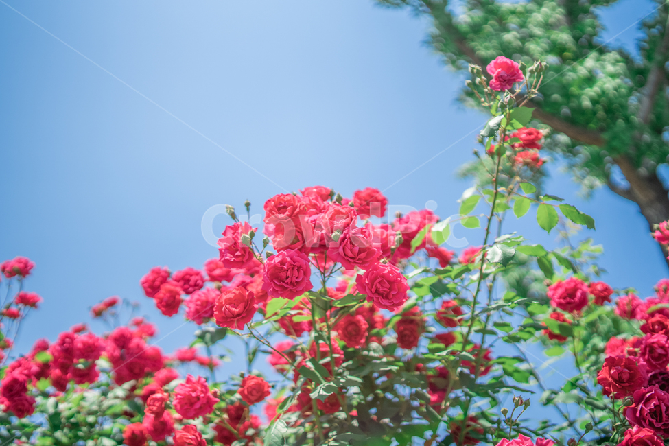 장미,하늘,분홍색,꽃잎,rose,식물,자연,plants,nature,꽃,flower