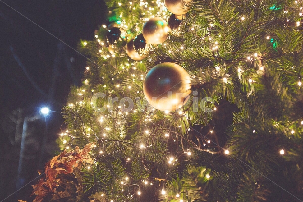 감성사진,감성,축제,트리축제,크리스마스,연말,트리,필름,조명,소품,emotion,festival,tree,christmas,film,lamp,decoration,겨울,계절,winter,season,야경,밤,풍경,nightscape,night,landscape,나무,trees,wood,기념일,축하,anniversary,congratulation,celebrate,celebration,메리크리스마스,성탄절,merry christmas,감성,sensible,feeling,ornament,장식,plant,식물,christmas tree,크리스마스 트리