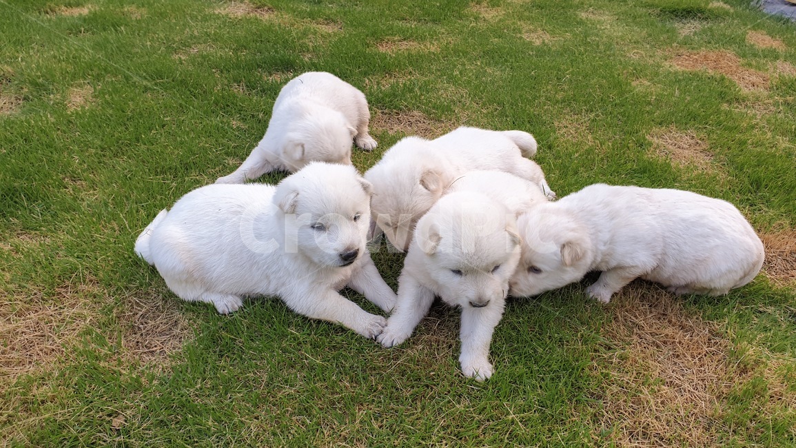 강아지,애완견,백구,진돗개,멍멍이,잔디,animal,동물,animal,포유류,mammal,개,강아지,dog,doggy