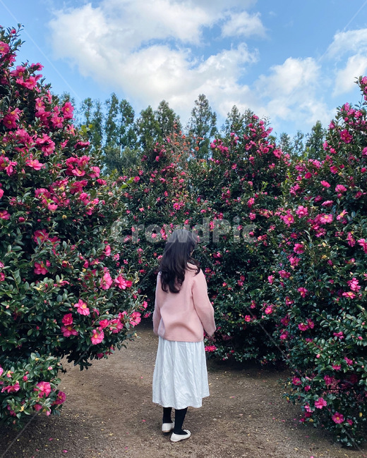 clothing,사람,인간,여자,동백꽃,꽃,뒷모습,flower,여성,여자,woman,female,lady
