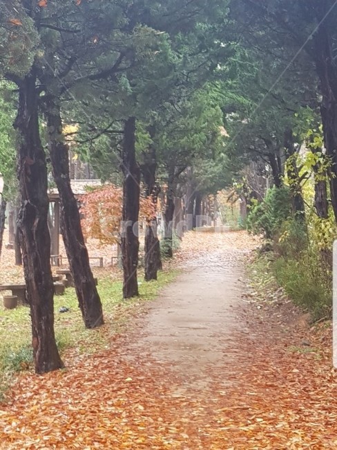 오솔길,나무,길,숲,가을,통로,식물,tree,가을,계절,fall,autumn,season,plant,path