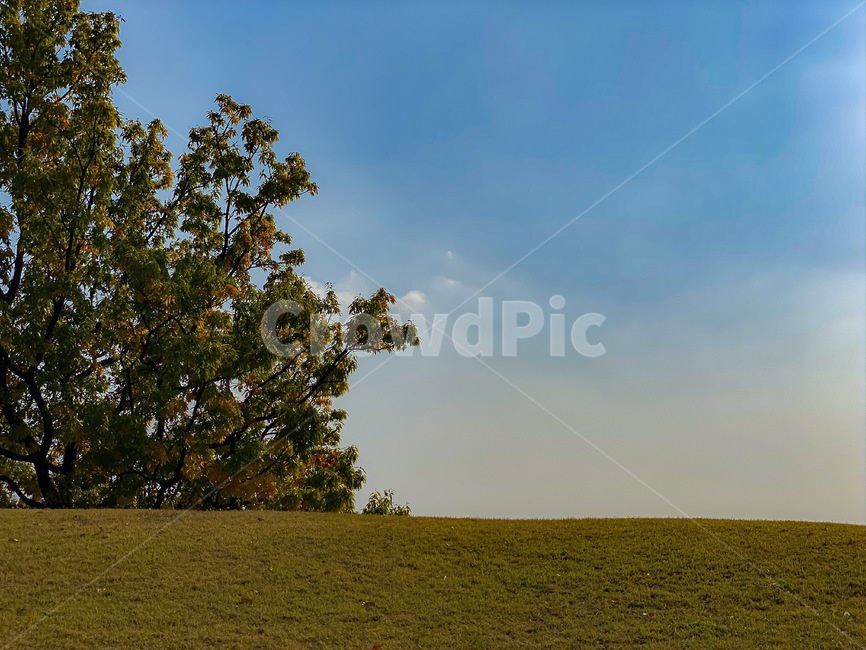 들판,나무,평야,하늘,잔디,단풍,tree,자연,풍경,nature,landscape