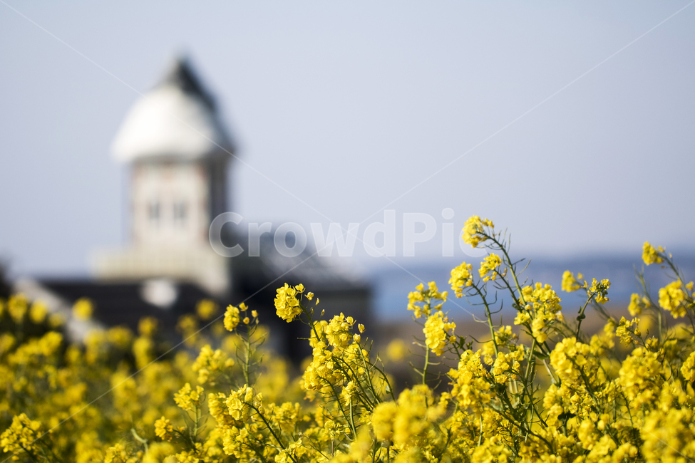 유채꽃,유채,바다,꽃,봄,봄꽃,봄,계절,spring,season,자연,풍경,nature,landscape