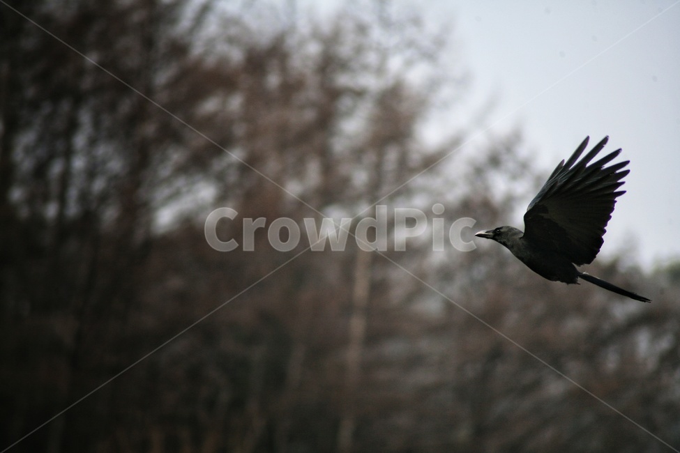 까마귀,새,조류,동물,animal,birds,동물,animal,조류,새,birds