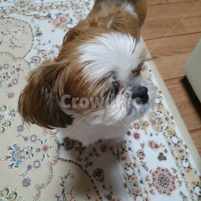 동물,pet,strap,animal,강아지,개,puppy,dog,시츄,shihtzu,착한애,개,강아지,dog,doggy