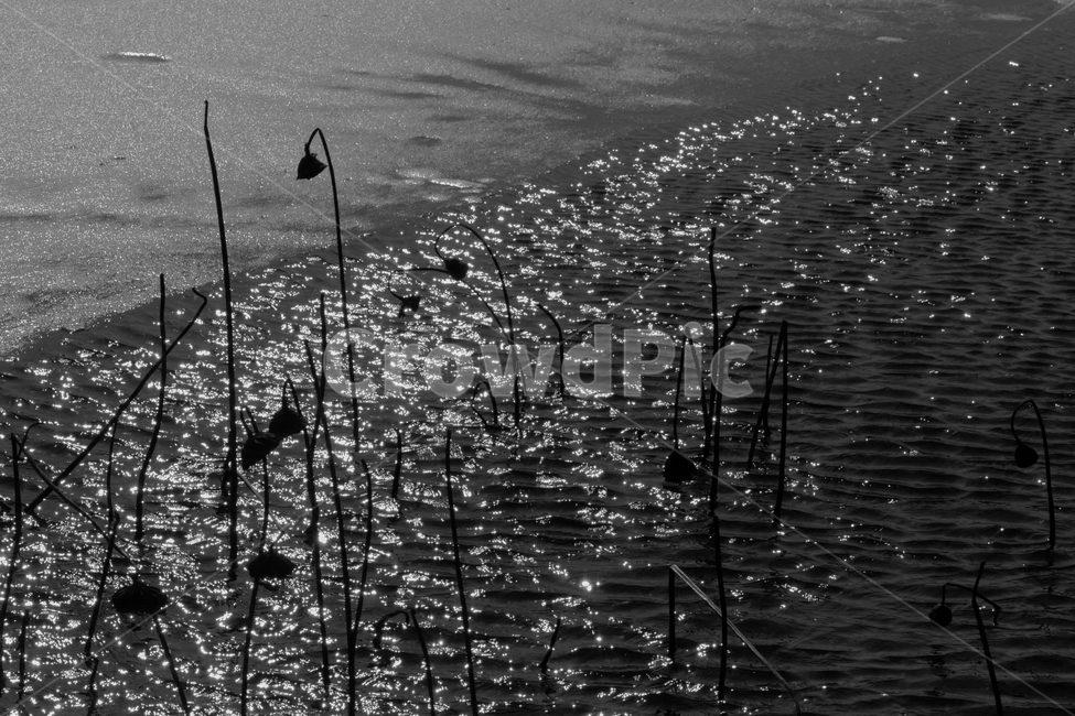겨울,죽음,생명,자연,연,연꽃,흑백,모노크롬,자연,풍경,nature,landscape,흑백,모노톤,monochrome,black and white,outdoors,옥외