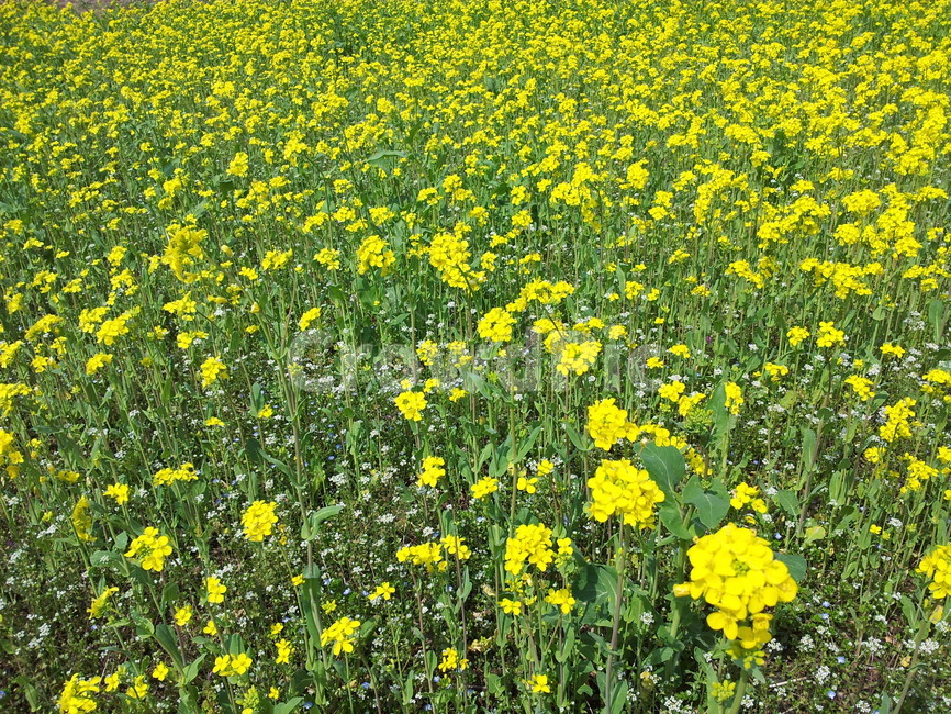 유채꽃,노란꽃,봄꽃,유채밭,봄,힐링,자연