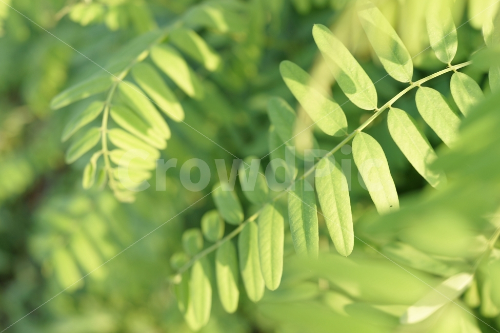 감성,스냅,풀,자연,rx1,식물,자연,plants,nature,휴식,힐링,rest,relaxation,healing,색깔,색상,색채,색감,color sense,color sensitivity,feeling of color