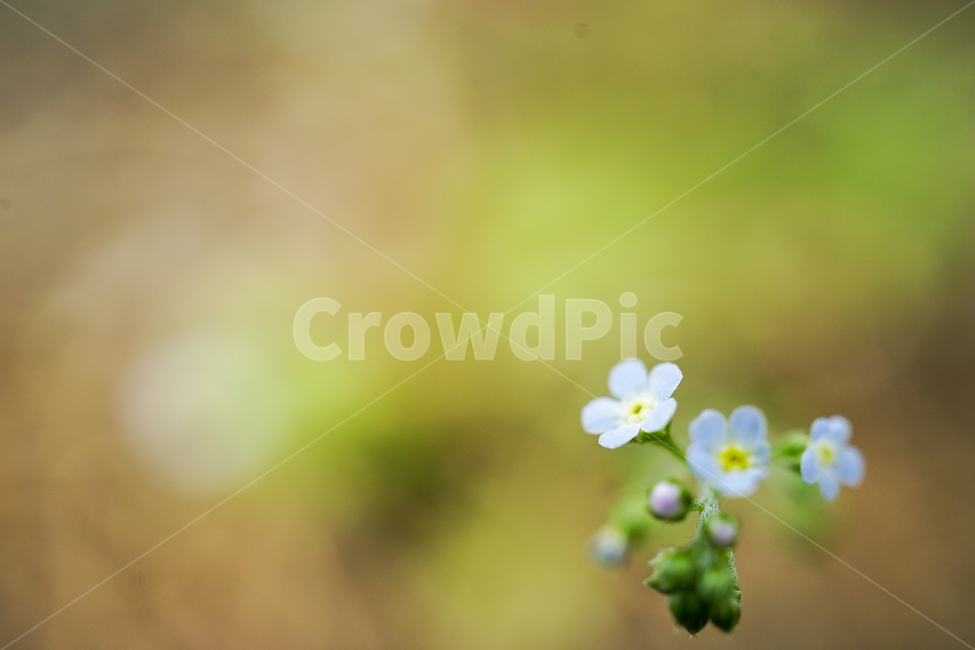 flower,꽃,plant,식물,꽃마리,trigonotispeduncularis