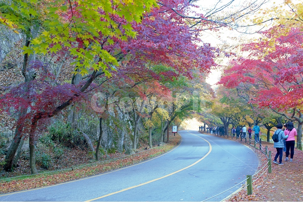 내장산,단풍,단풍터널,내장산단풍,가을단풍,정읍,가을,계절,fall,autumn,season,사람들,대중,군중,other people,crowd,asphalt,아스팔트,road,도로