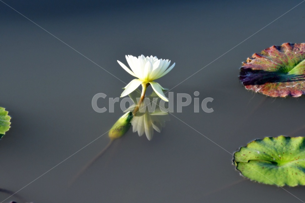 연못,수련,식물,자연,여름,정원,푸르른,물,수경식물,연못가,연못정원,plants,nature,연,연꽃,힐링,flower,감성,연잎,식물,자연,plants,nature,꽃,flower