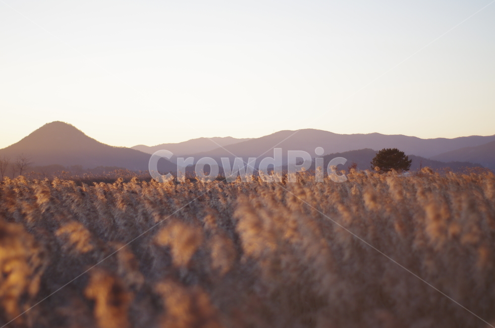 왕따나무,가을,순천만습지,순천갈대밭,순천,전라남도,가을,계절,fall,autumn,season,자연,풍경,nature,landscape,outdoors,옥외