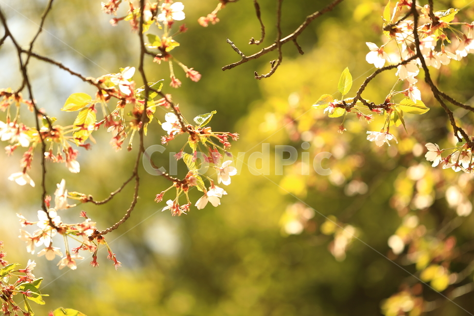 벚꽃,꽃,자연,봄,나무,tree,cherry,blossom,봄,계절,spring,season,식물,자연,plants,nature,꽃,flower,휴식,힐링,rest,relaxation,healing,plant,leaf,잎