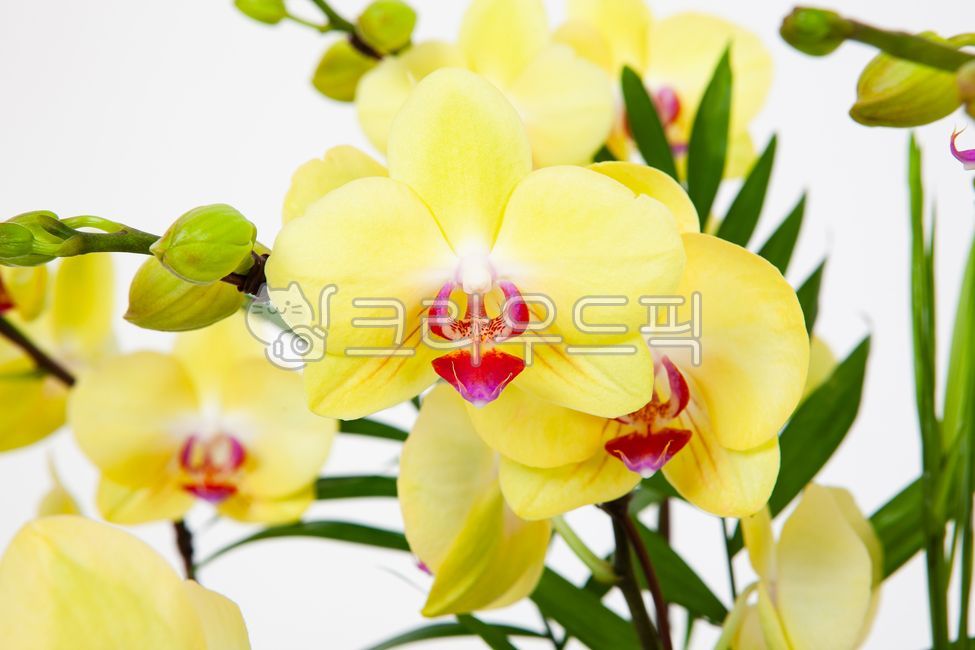 식물,난초,꽃,서양란,컬러,꽃잎,flower,orchid,petal,호접란,노랑,yellow