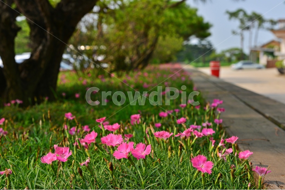 자연,nature,outdoors,옥외,scenery,풍경,landscape,경치,경기,안성,서일농원,꽃,garden,정원,패랭이꽃,소나무,식물,자연,plants,nature,꽃,flower
