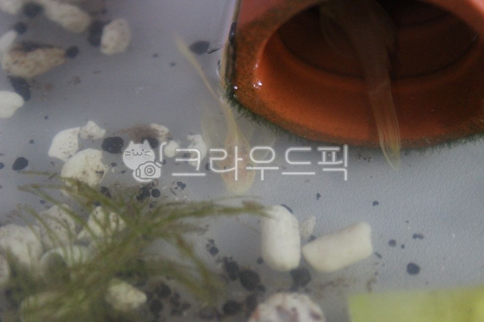 안시,수족관,안시롱핀,안시숏핀,구피,구피유어,수초,물생활,열대어,물고기,안시숏핀유어,안시롱핀유어