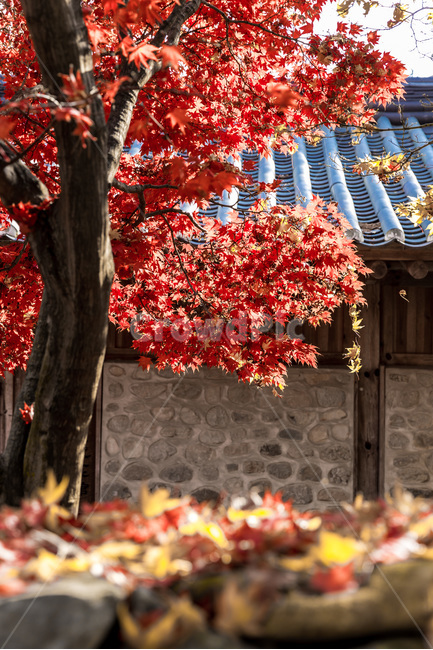 단풍,기와,담장,가을,낙엽,지붕,전통기와,가을,계절,fall,autumn,season,한국전통,한국문화,korean traditional,korean culture,식물,자연,plants,nature,나무,trees,wood,leaf,잎,plant,tree,maple