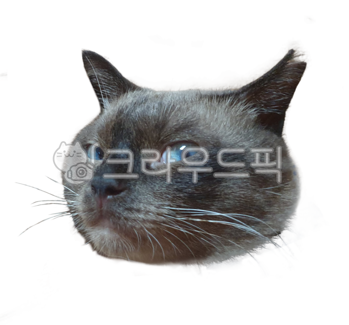 pat,Shamnuki,Siamese,Siamese cat nuki,kitty,siamese cat,Pets,cat face,kitten,pet cat,mammal,cat,animal,pet