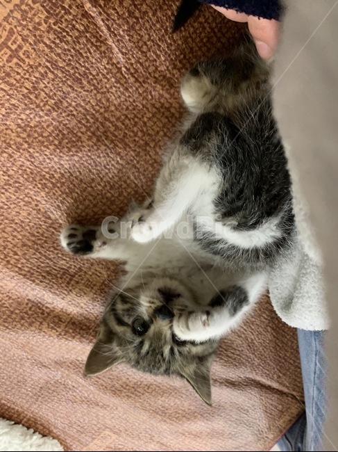 고양이,애기고양이,동물,아가,코숏,야옹,집사,동물,animal,포유류,mammal,고양이,cat,kitten,kitty