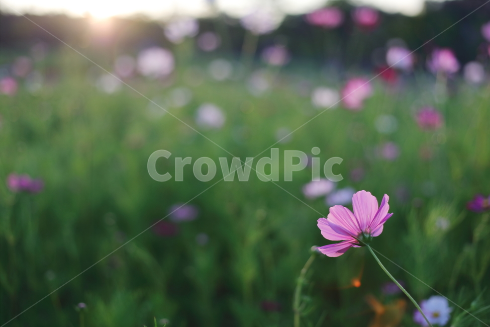 코스모스,꽃,flower,cosmos,식물