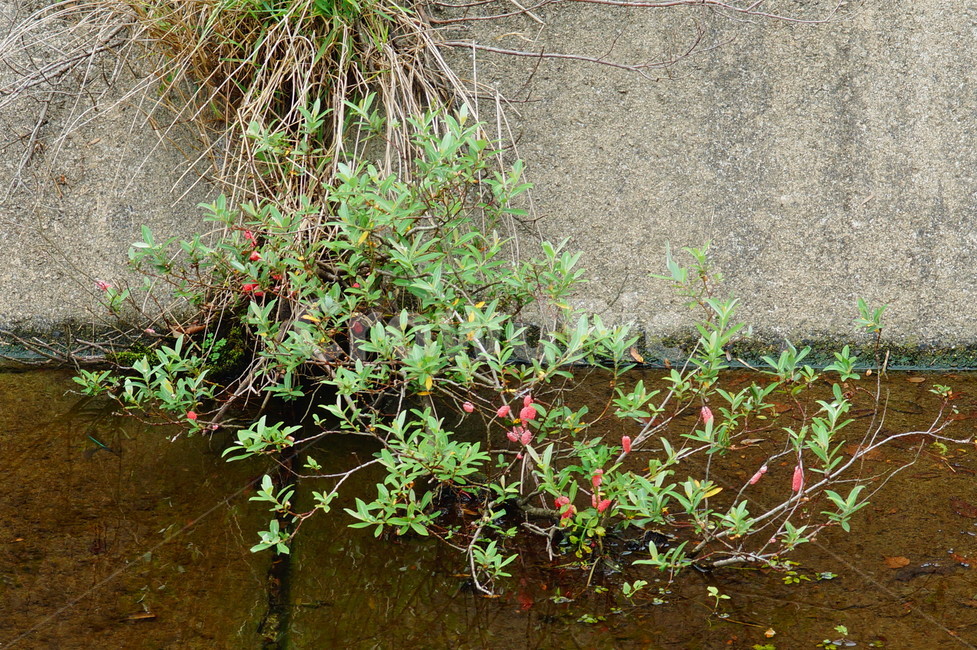 plant,식물,blossom,꽃,petal,꽃잎,flower,우렁이,식물,자연,plants,nature