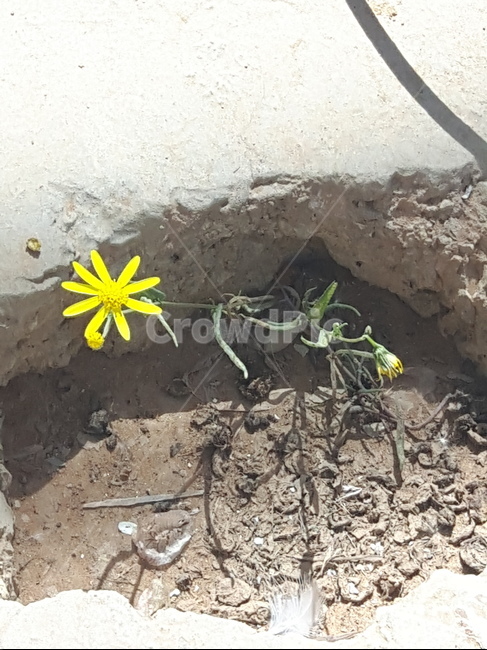 꽃,생명,신비함,기적,삶