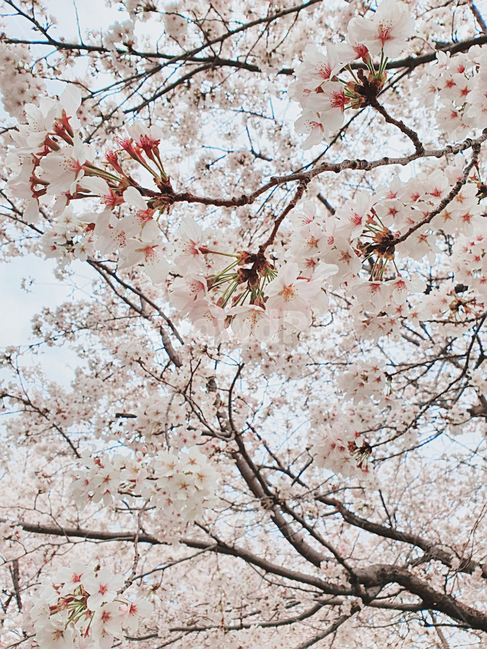 plant,식물,blossom,flower,벚꽃,cherryblossom,꽃,봄,봄날,spring,봄,계절,spring,season